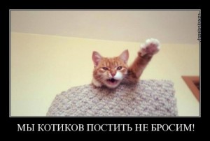 Create meme: funny, cool, fun Kote