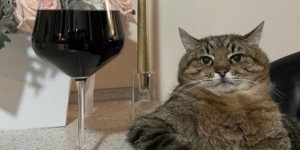 Создать мем: европейская кошка, кот с бокалом, кот степан