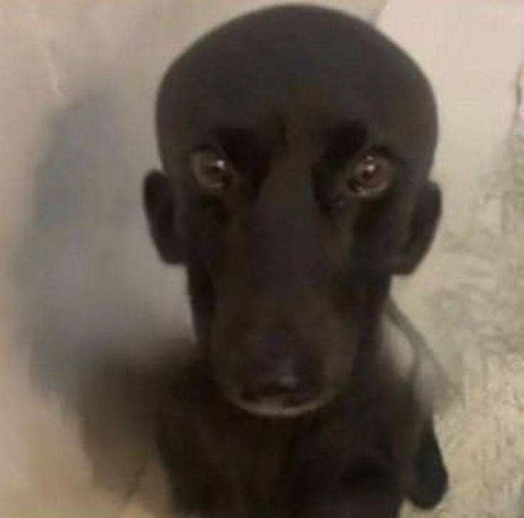 Create meme: black smooth - haired dog, a half- breed puppy, black dog 