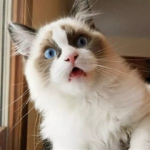 Create meme: cat, cat in shock, cat breed ragdoll