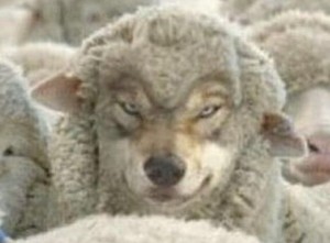 Create meme: in sheep's clothing, a wolf in sheep's clothing