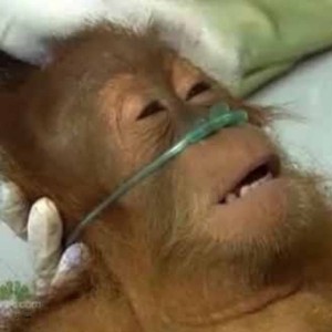 Create meme: cat, the monkey in the hospital, Sumatran orangutan