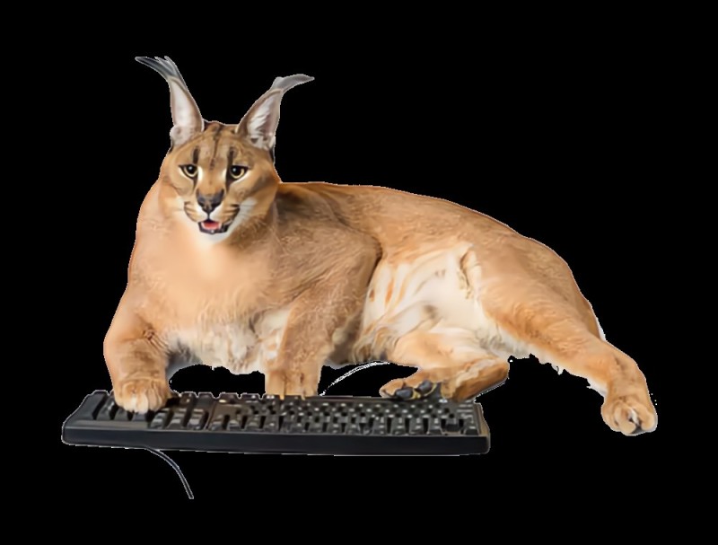 Create meme: slap the russian cat caracal, slap caracal, caracal slap