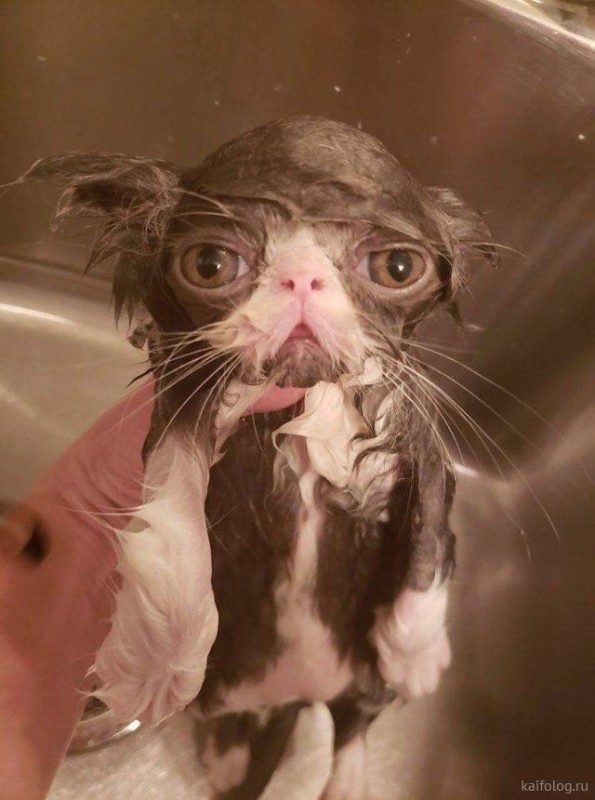 Create meme: wet cat , wet angry cat, a wet, mangy cat