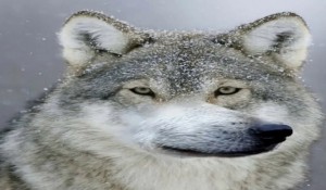 Create meme: wolf wolf, funny wolf, wolf wolf wolf meme