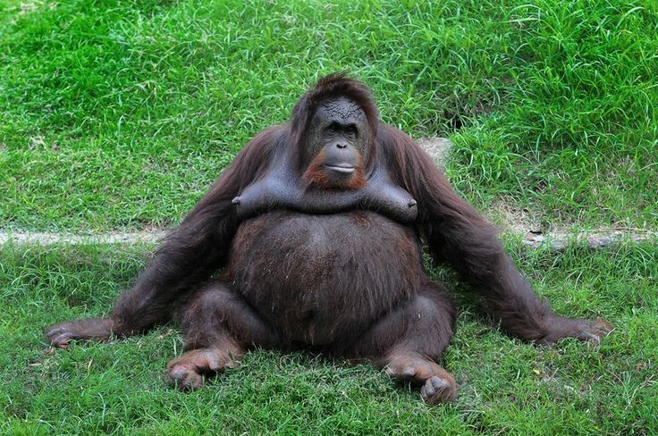 Создать мем: обезьяна орангутанг, толстая горилла, жирная горилла