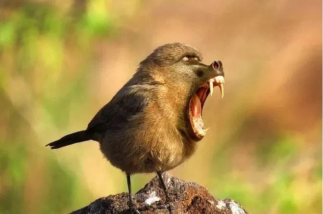 Создать мем: птица смешная, кричащая птица, птица с большим ртом