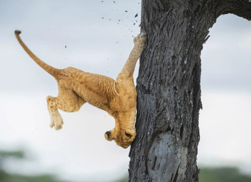 Create meme: lioness on a tree, flying lion, a lion cub on a tree