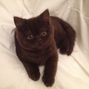Создать мем: шотландский прямоухий кот шоколадный, шоколадный британец, йоркская шоколадная кошка