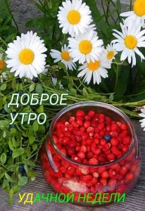 Create meme: chamomile and strawberries, good morning flowers, good summer morning