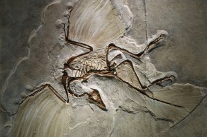 Create meme: giant Archaeopteryx, the imprint of the Archaeopteryx, bird Archaeopteryx