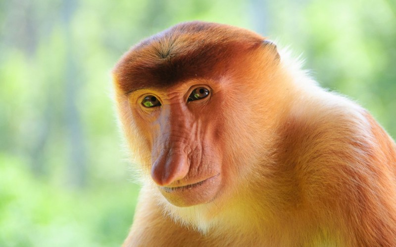 Create meme: monkeys , a proboscis monkey , animals monkey 