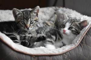 Create meme: two kittens, cute cats, kitties