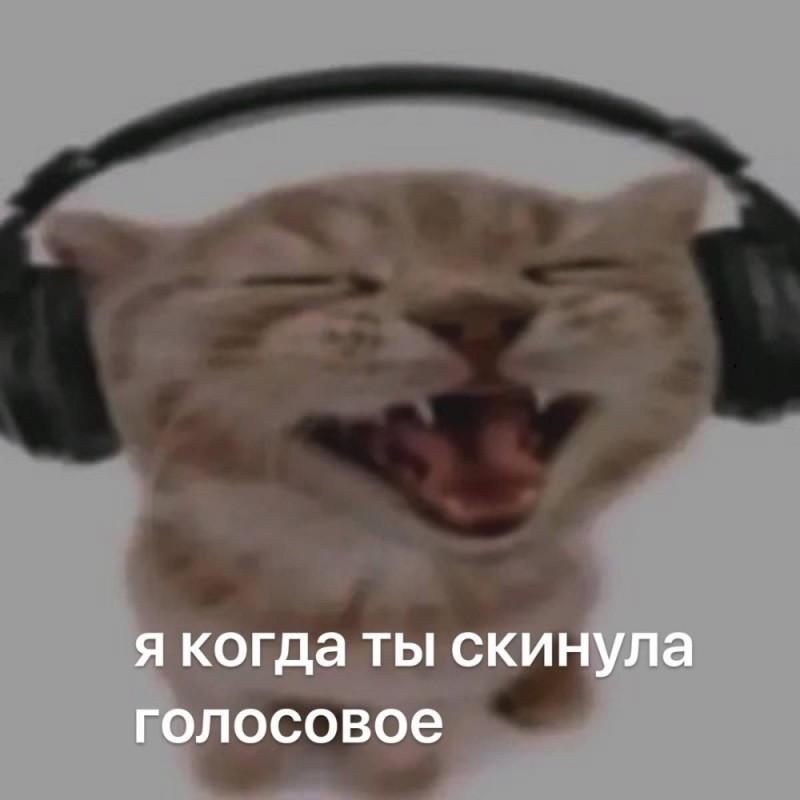 Create meme: cat , screaming cat , the cat in the headphones yells
