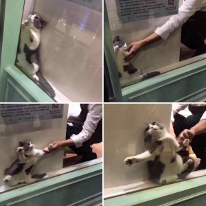 Create meme: funny animals, fun with cats, cat stuck in window