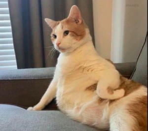 Create meme: fat cat, cat, cat