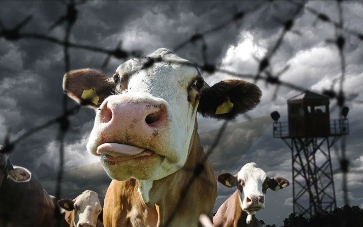 Create meme: cow , smart cow, funny cow