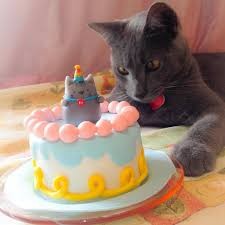 Create meme: cake with a seal, cat with the cake, cake with cats for a girl