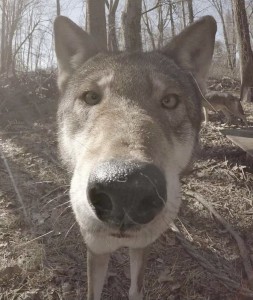 Create meme: Dog, wolf camera found, wolf