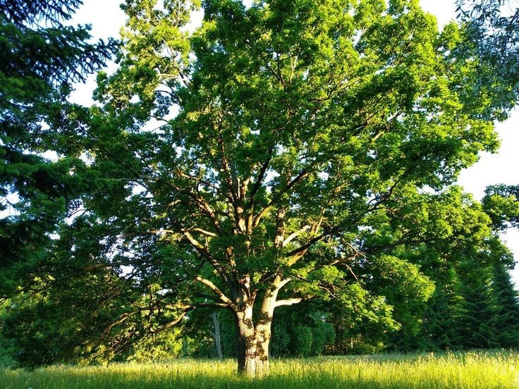 Create meme: oak, oak petiolate quercus robur, petiolate oak in the forest