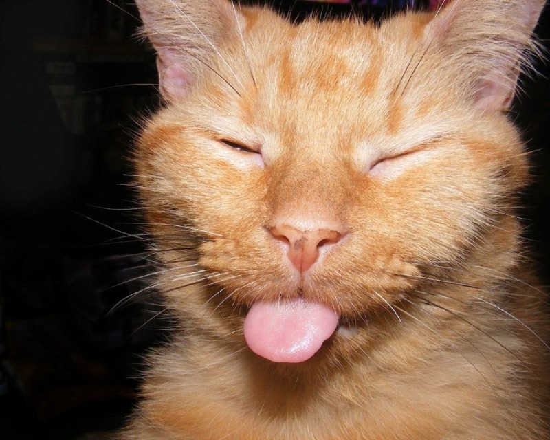 Create meme: cat showing tongue , red cat shows tongue, red cat 