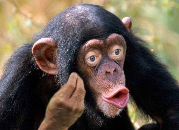 Create meme: funny chimpanzee, monkey with lips, chimp lips
