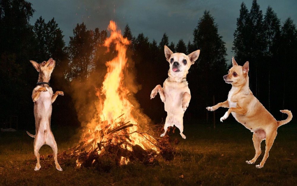 Create meme: chihuahua, The burning dog, Chihuahua dog
