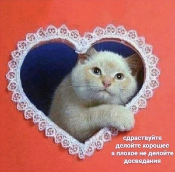 Создать мем: валентинка коты, котик сердечко, валентинка с кошечкой
