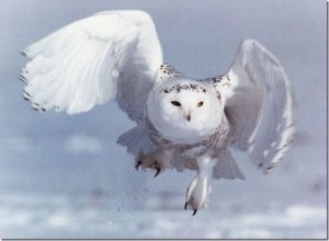 Create meme: white owl, white owl, snowy owl