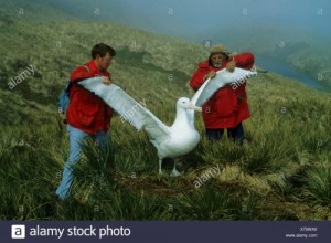 Create meme: albatross, bird Albatross, wandering Albatross photo