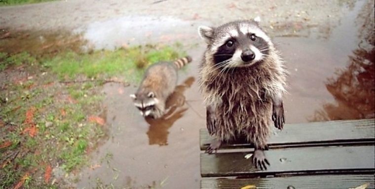 Создать мем: енот грустит, raccoon, мокрый енот полоскун