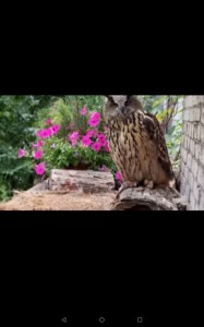 Create meme: long-eared owl, owl