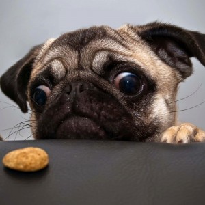 Create meme: pug, pop-eyed pug, the pug and the cookie