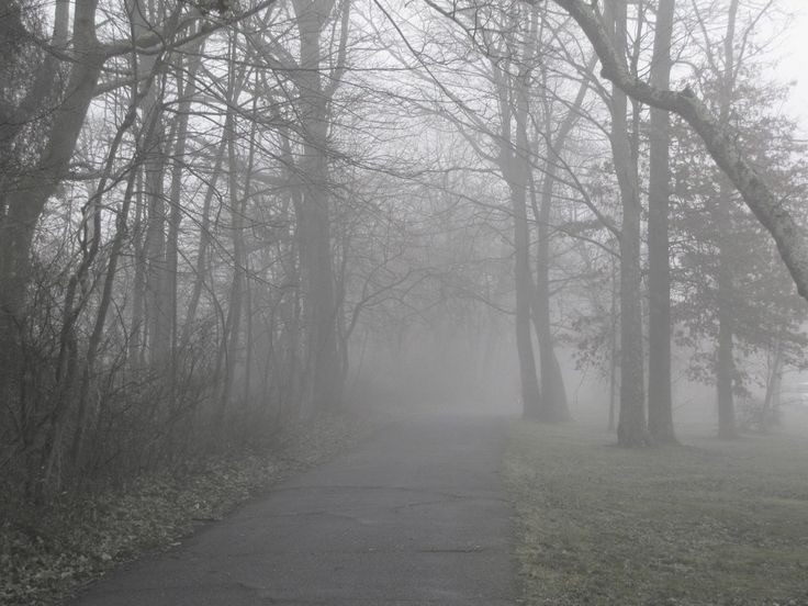 Create meme: nature fog, late autumn, alley in the fog