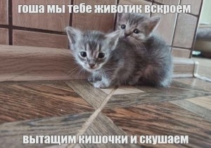 Создать мем: милые котята, кошечка, кошка