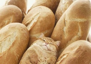 Создать мем: свежий хлеб, кот булочка, кошка в хлебе