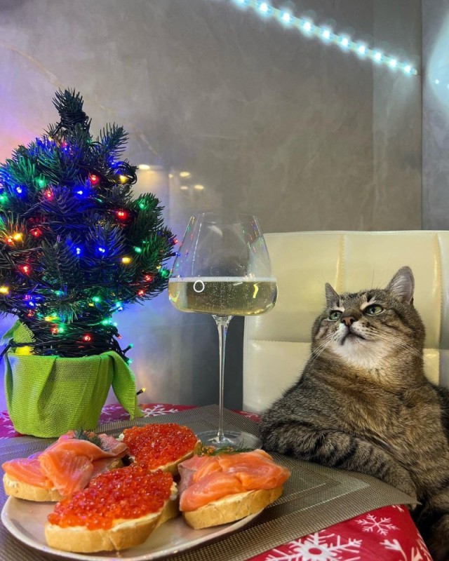 Create meme: cat stepan, cat stepan new year, cats at the New Year's table