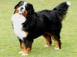 Create meme: dog, dog breeds, Bernese mountain dog