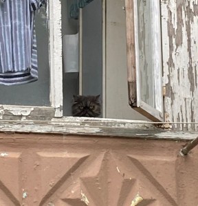 Create meme: cat, window