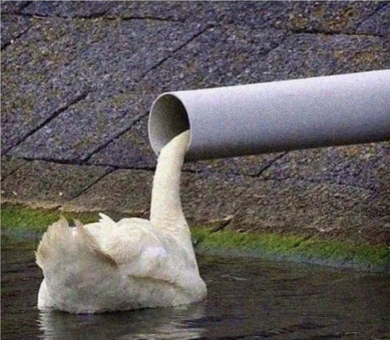 Create meme: white swan on the pond, and the white swan on the pond screams into the pipe, trumpets of swans