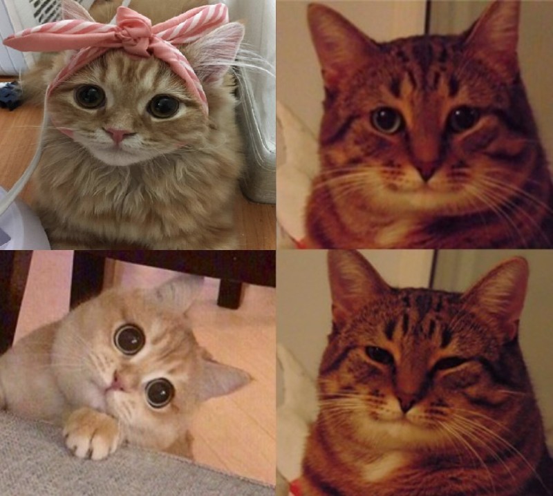 Создать мем: мем кошка, довольный котик мем, мем котик