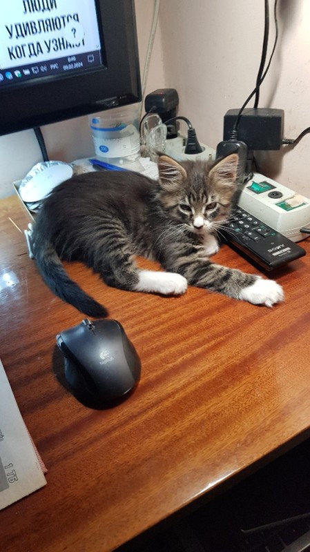 Создать мем: кошка мыши для компьютера, кошка, кот с ноутбуком