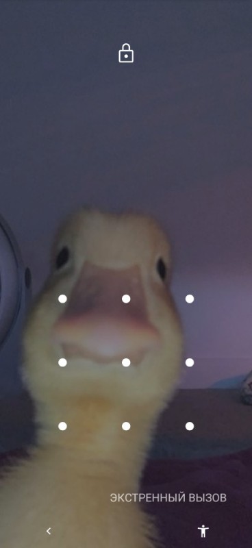 Create meme: duck, duck funny, duck 
