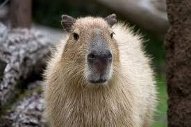 Create meme: capybara animal, the capybara, rodent capybara