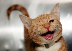 Создать мем: кот смешной, кот улыбка, улыбающийся кот