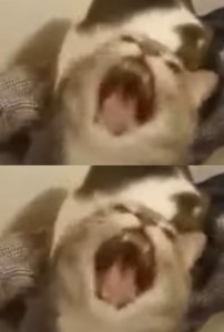 Создать мем: кот зевает мем, котик, кошка амогус