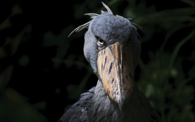Create meme: the shoebill , the shoebill Heron Royal, the shoebill evil