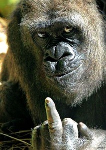 Create meme: gorilla facts, funny monkey, gorilla