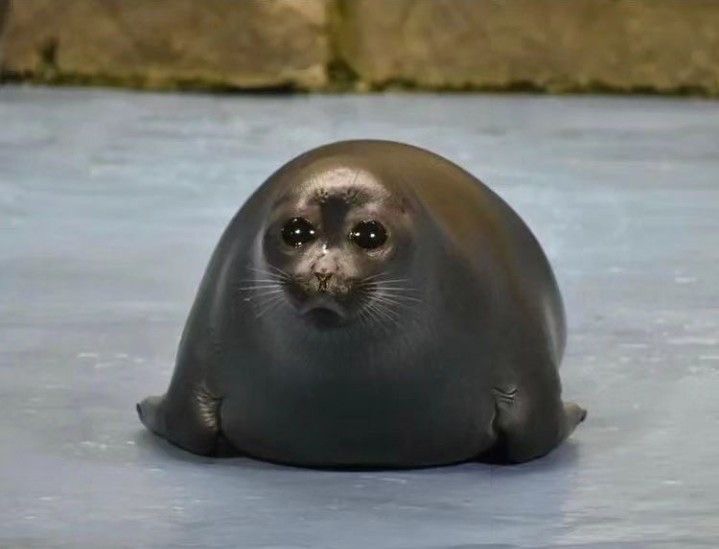 Create meme: the seal is small, photos of seals, Baikal seal 