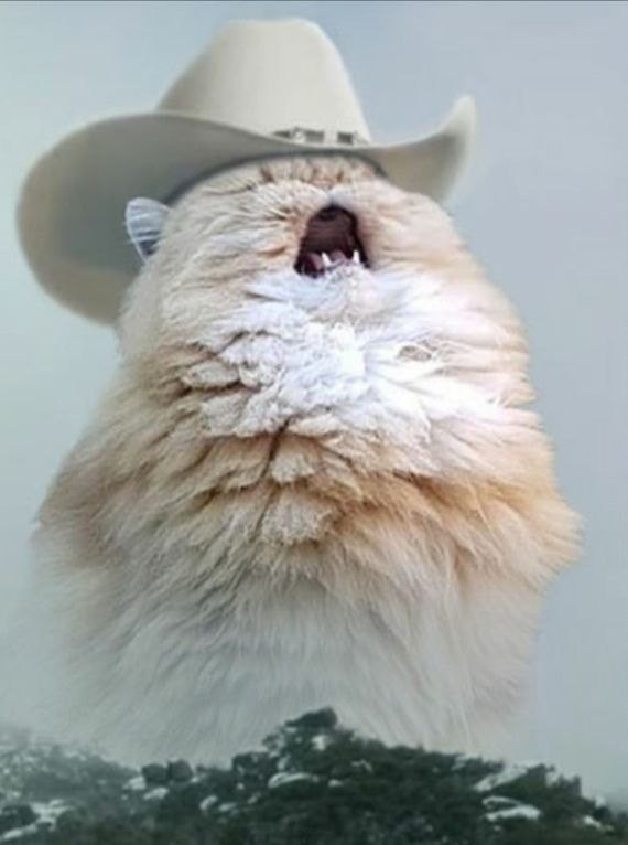 Создать мем: кричащий кот в шляпе, орущий кот мем, кот в шляпе